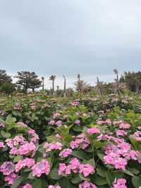 수국을 가장 빨리 만날 수 있는 휴애리🌸