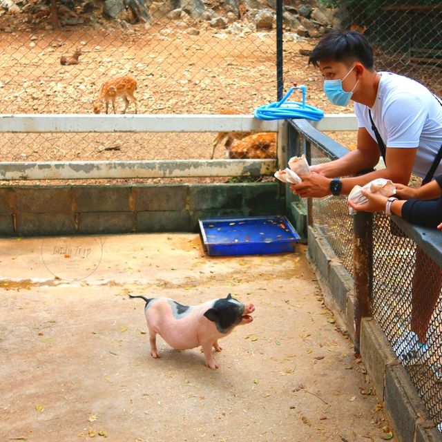 🐰สวนสัตว์ที่เดินชิลได้