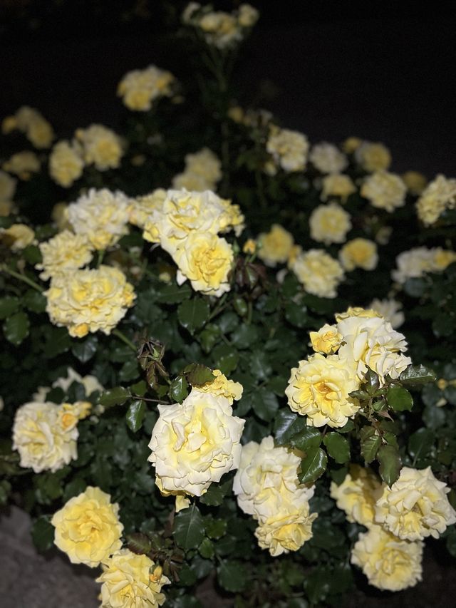 期間限定♥️大阪TeamLab✖️粉蝶花海