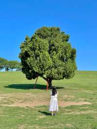 서울 올림픽공원 원조 사진 맛집 #나홀로나무 🌳
