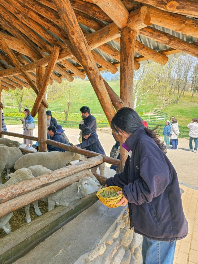 🫧알프스 뺨치는 한국의 대관령 양떼목장🫧