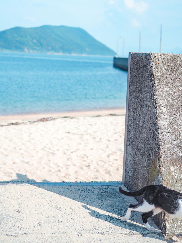 【香川】人生初のモテ期到来笑🐈💕2時間滞在でも十分楽しめる猫の島。