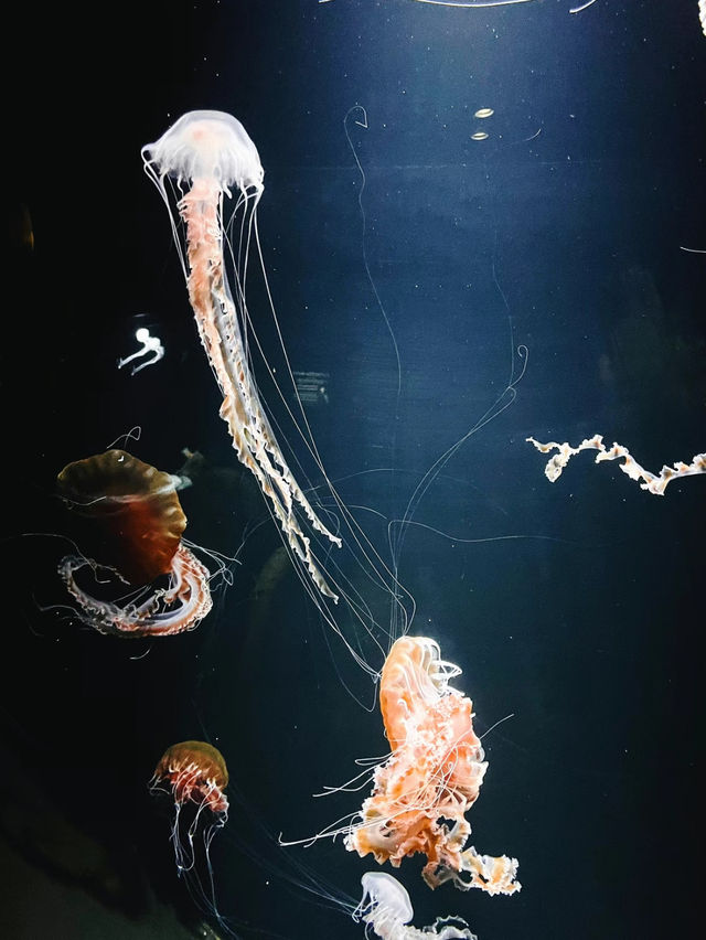 【山形】世界一のクラゲ水族館🪼