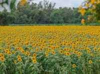 ชมฟรี ทุ่งดอกทานตะวัน อ่างเก็บน้ำดอกกราย