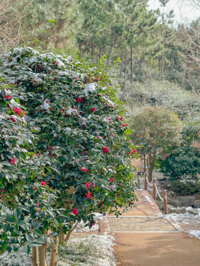 이번주 다녀오면 너무 예쁠 동백꽃 동산🌺♥️