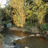 Taan Forest Chiangrai ค่าเฟ่สไตล์ยุโรปผสมผสานสไตล์