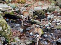ไปให้อาหารน้องกวางที่เมืองนารา 🦌🇯🇵