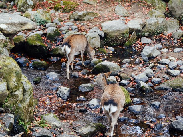 ไปให้อาหารน้องกวางที่เมืองนารา 🦌🇯🇵