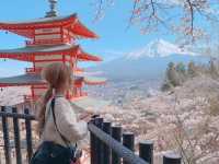 山梨県　新倉山 浅間公園 の桜