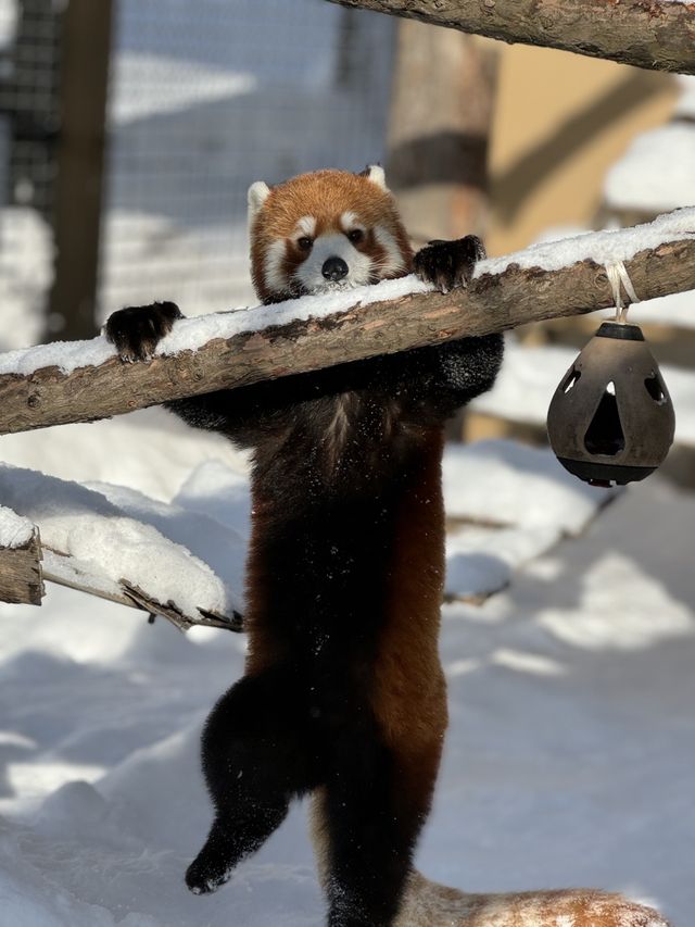 北海道動物園看小熊貓