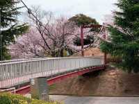 ชมดอกซากุระ ที่สวนสาธารณะเมืองชิริว ไอจิ🌸