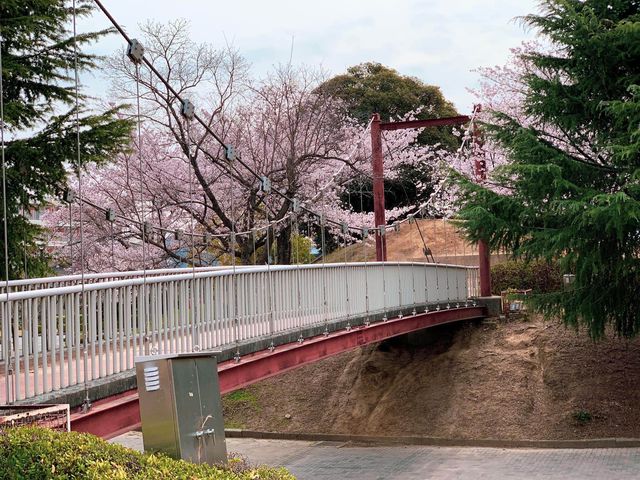 ชมดอกซากุระ ที่สวนสาธารณะเมืองชิริว ไอจิ🌸