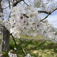 延々と続く桜並木は圧巻