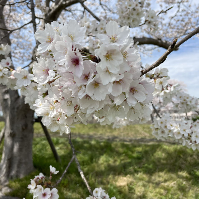 延々と続く桜並木は圧巻