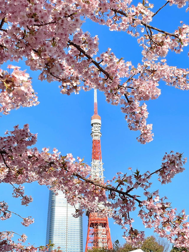 【芝公園／東京都】カンザクラ×東京タワー