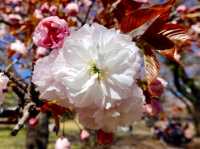 Cherry Blossoms Garden 