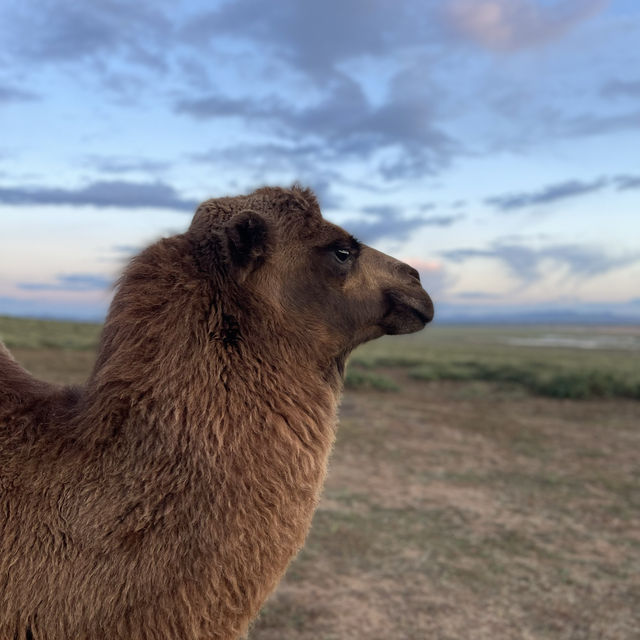 The golden endless sands of Gobi Desert 