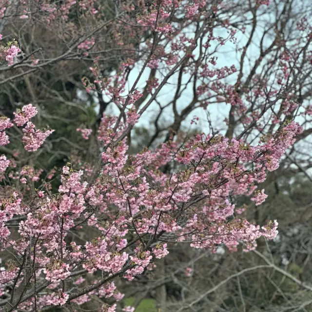 尋找福岡的櫻花