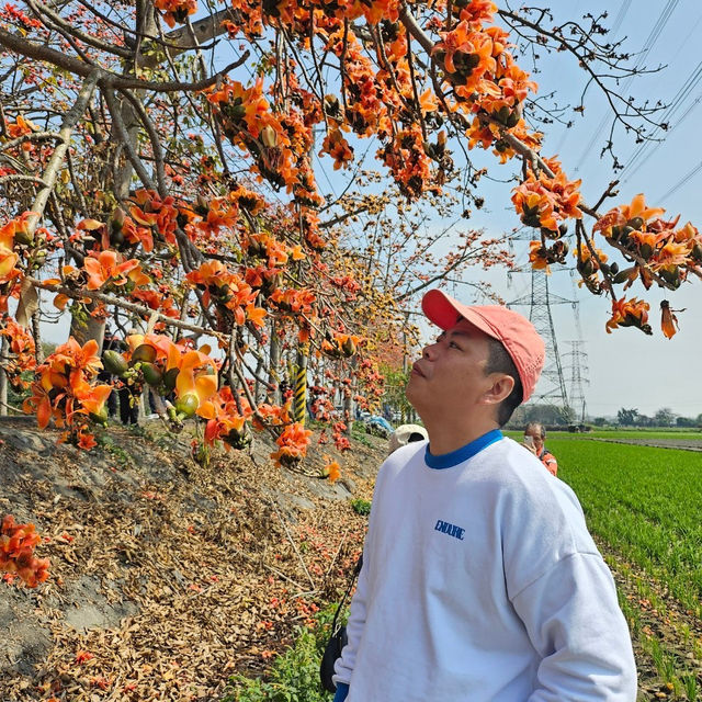 埤頭木棉花的美快來看看