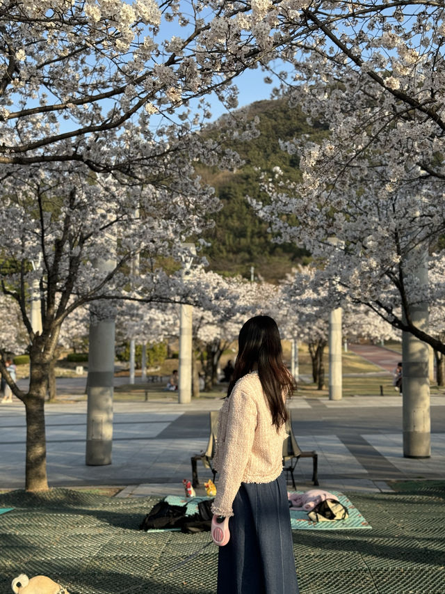 대구 피크닉 하기 좋은 벚꽃 명소 대구스타디움