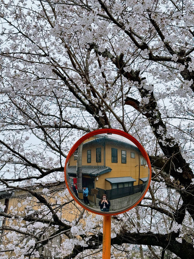 Experience the Magical Season of Kyoto🌸