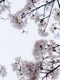 2024年　千鳥ヶ淵の桜！