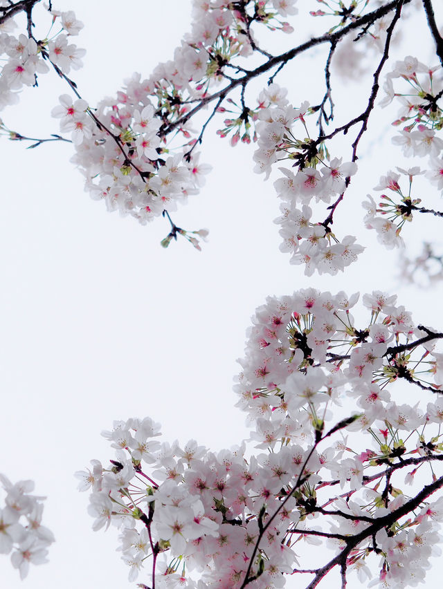 2024年　千鳥ヶ淵の桜！