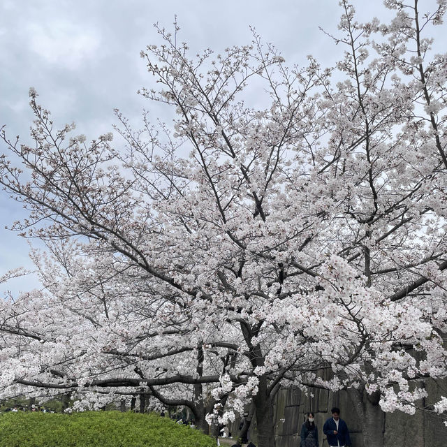 大阪城公園🌸お花見