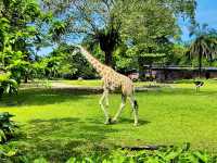 Taiping Zoo & Night Safari