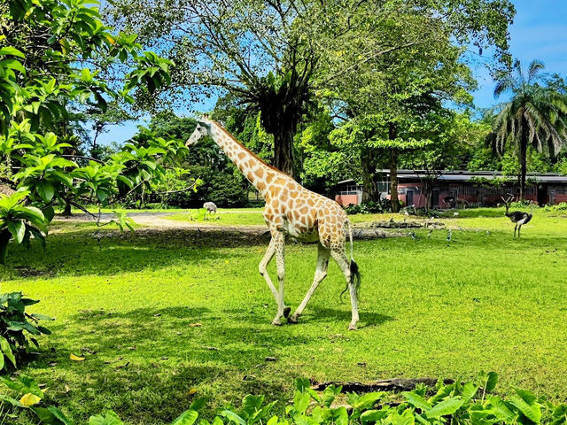 Taiping Zoo & Night Safari