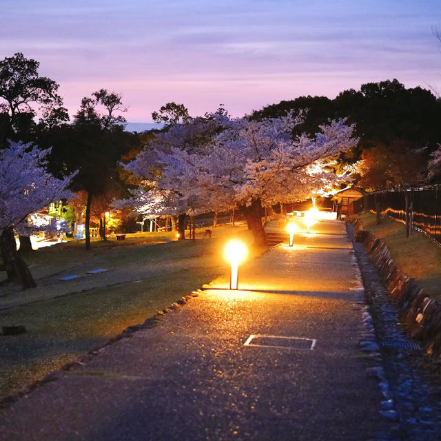 「札幌大通公園～夜櫻景緻」