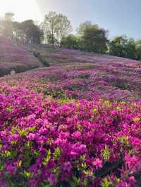 만개 임박🌸 군포 철쭉 축제