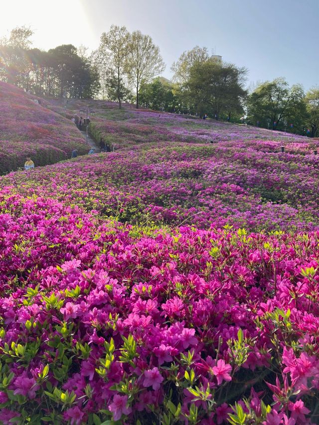 만개 임박🌸 군포 철쭉 축제