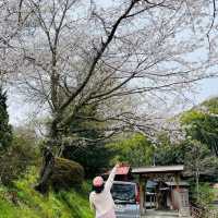🌸วัดนันโซอินยามซากุระผลิบาน