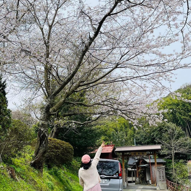 🌸วัดนันโซอินยามซากุระผลิบาน