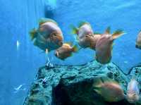 Waghor Aquarium
