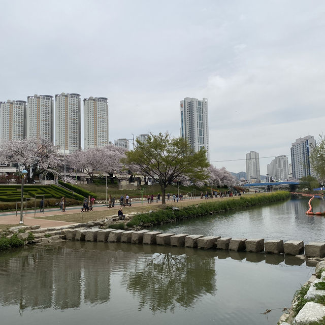 Oncheoncheon Citizens Park จุดชมซากุระสวยในปูซาน