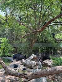ขับรถชมสัตว์ต่างๆที่ซาฟารี พาร์ค🦓