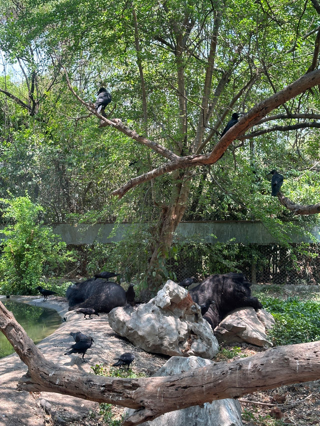 ขับรถชมสัตว์ต่างๆที่ซาฟารี พาร์ค🦓