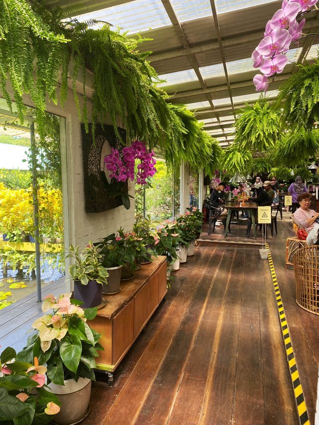 World of Phalaenopsis in countryside 🌹💐🌸