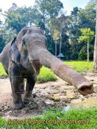 National Elephant Conservation Centre Kuala Gandah