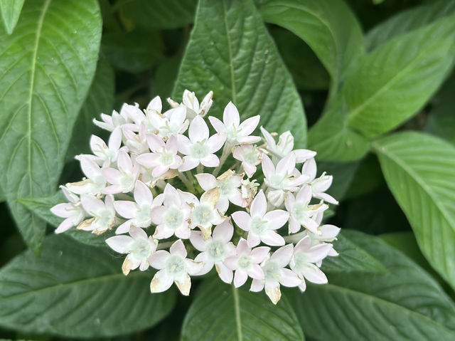 【香港郊遊遊】元荃古道，周末行山好去處～