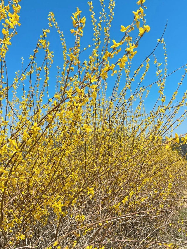 🌼지금 당장 가야하는 하동 개나리 뚝방길🌼