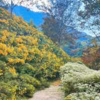 「角板山公園」山林綠洲