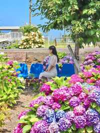 【熊本】本当は秘密にしたい！穴場あじさい畑