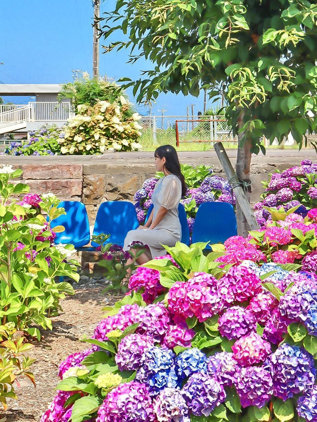 【熊本】本当は秘密にしたい！穴場あじさい畑
