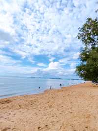 Hawksbill Turtles Conservation Efforts