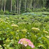 【福岡観光】敷地内には7000株の紫陽花が咲いてるよ