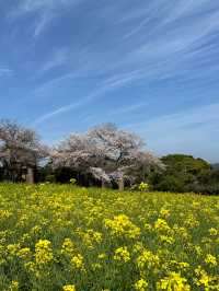 福岡後花園～終於見到油菜花田