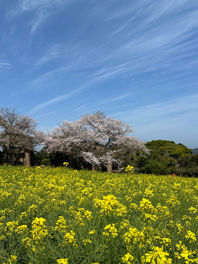 福岡後花園～終於見到油菜花田